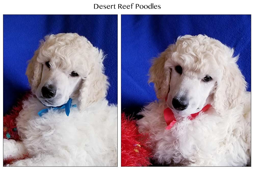 Poodle Breeders Standard, Miniature and Toy Poodle puppies