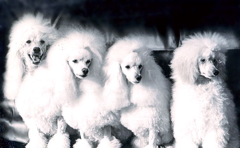Andy's Whitecrest Family