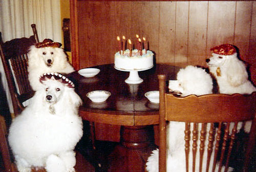 The Doggy Birthday Party
