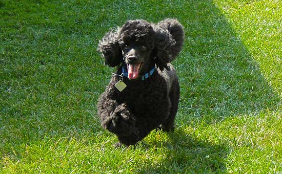 Sasha Scanlon playing frisbee!