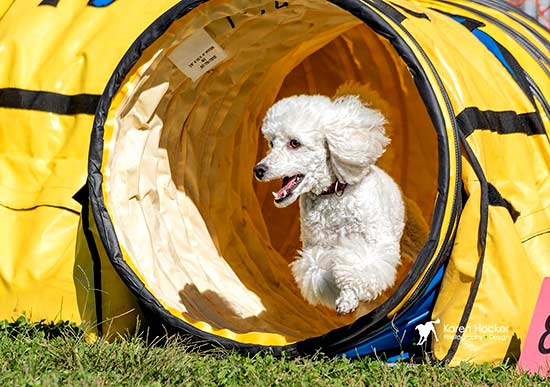 Truvia’s son Arlo, blasts out of the tunnel at an agility trial!