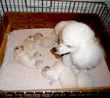 Truvia and her babies