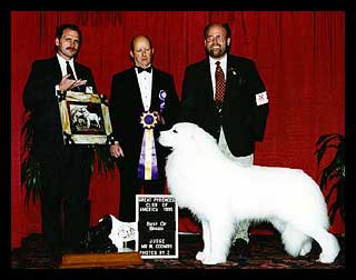 CH Rolling Hills Keep The Faith HOF HOF " Preacher “, National Specialty Best of Breed Winner