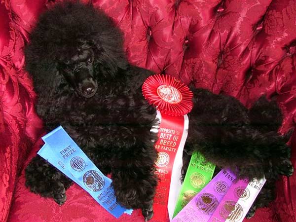 Black Pearl Poodle