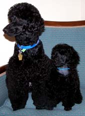 Classic/Eaglehill-South Miniature Poodles