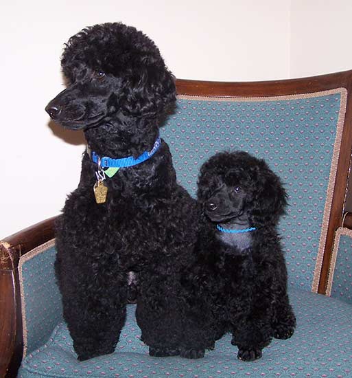 Classic/Eaglehill-South
Miniature Poodles
AKC BREEDER OF MERIT	