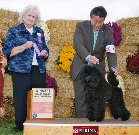 DiMarnique's Miniature Poodles
AKC Breeder of Merit



Photo















