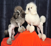 Glow Miniature Poodles