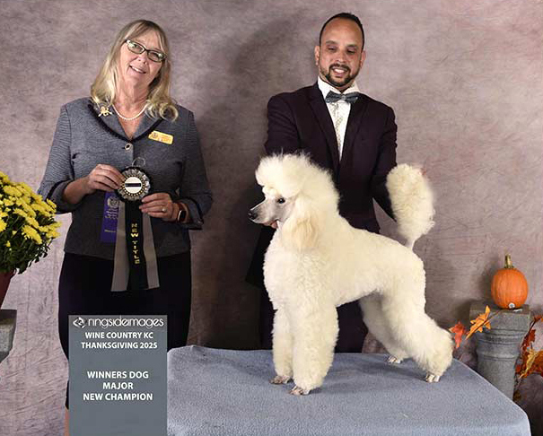 Glow Miniature Poodles
High Quality Miniature Poodles
in Quebec, Canada
All Colors	