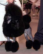 Gulfbreeze Poodles