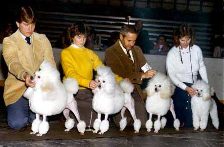 Light N' Lively Poodles
AKC Breeder of Merit	