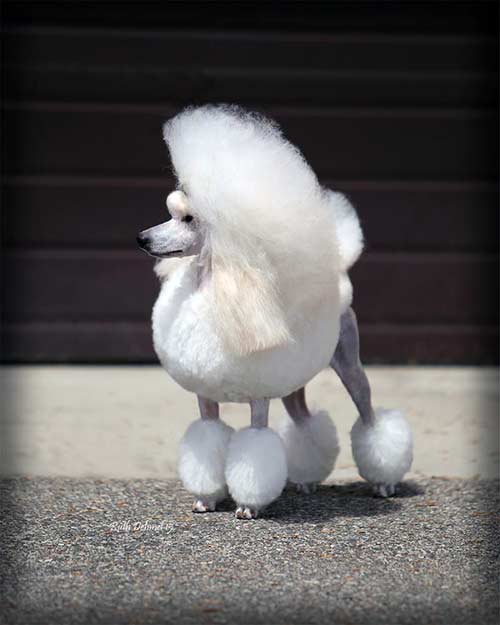Logos Miniature Poodles, GCH. Logos Raise A Glass