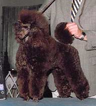 Mivida Miniature Poodles