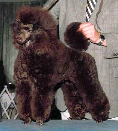 Mivida Miniature Poodles