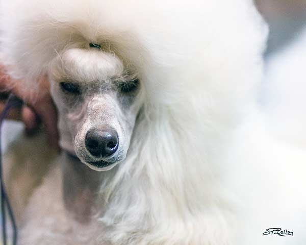 Noriko Poodles