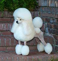 Rio Miniature Poodles