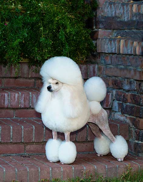 Rio Miniature Poodles