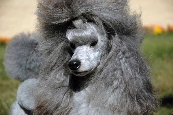 VanTan's Miniature Poodles