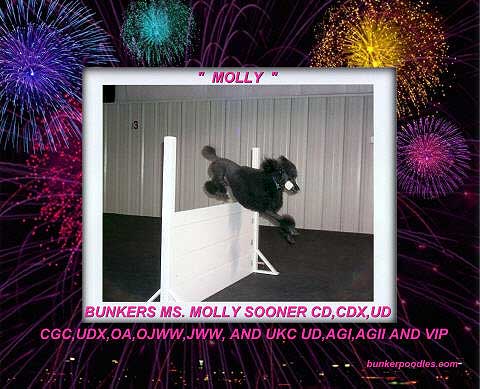 Bunkers Ms Molly Sooner CD, CDX, UD, CGC, UDX, OA, OJWW, JWW, and UKC UD, AGI, AGII and VIP