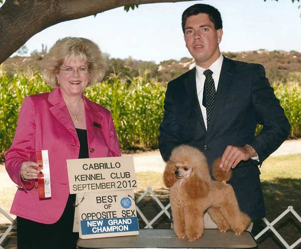 GCH Rainbow's Sunny Delight