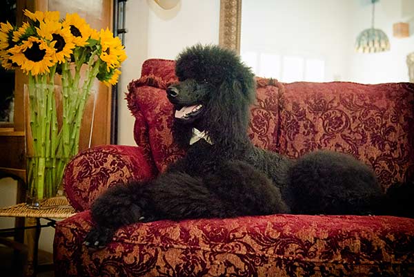 Acappela Standard Poodles