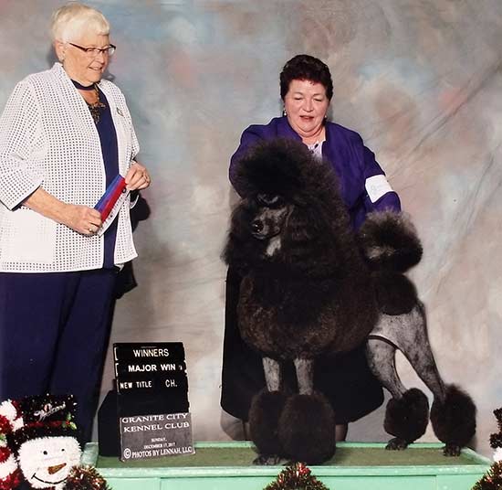 Ali-Ann Standard Poodles