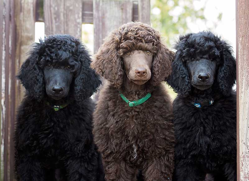 Anutta Standard Poodles