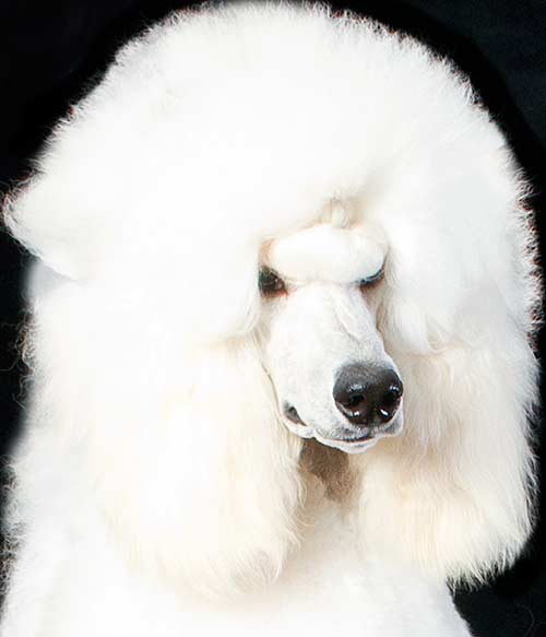 Apparition Poodles