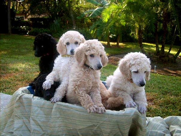 Bella's Standard Poodles