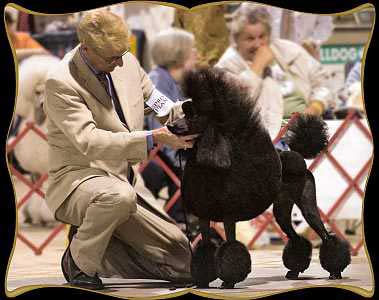 Calisun Standard Poodles