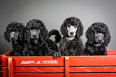 Canzone Standard Poodles