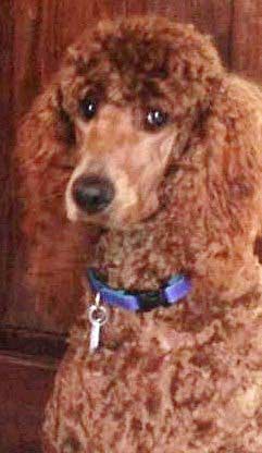 City Lights Standard Poodles