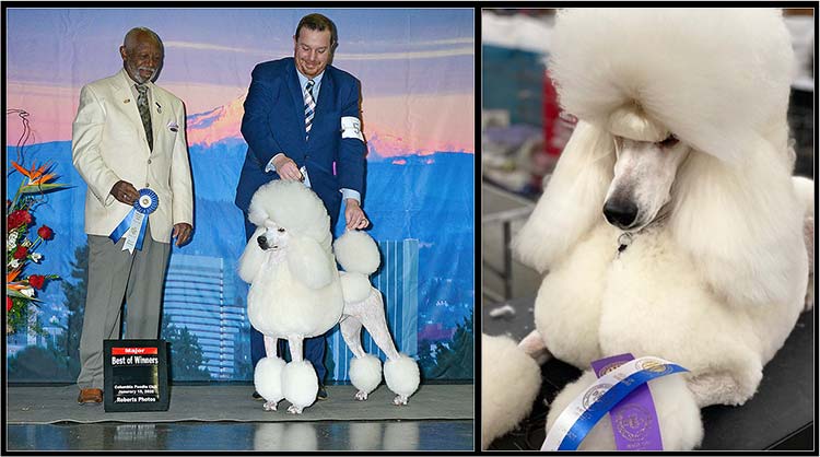 Delphinium Standard Poodles