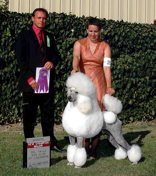 Grandeur Standard Poodles