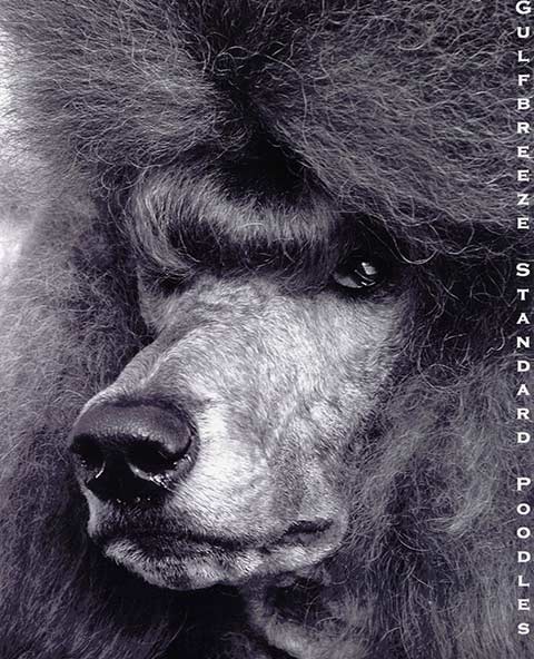 Gulfbreeze Poodles