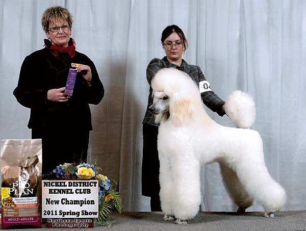 Highprofile Poodles
Perm. Reg'd.