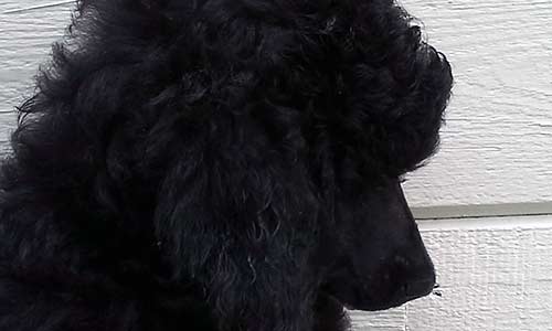 Kyan Standard Poodles