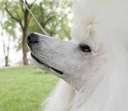 Munaut Poodles