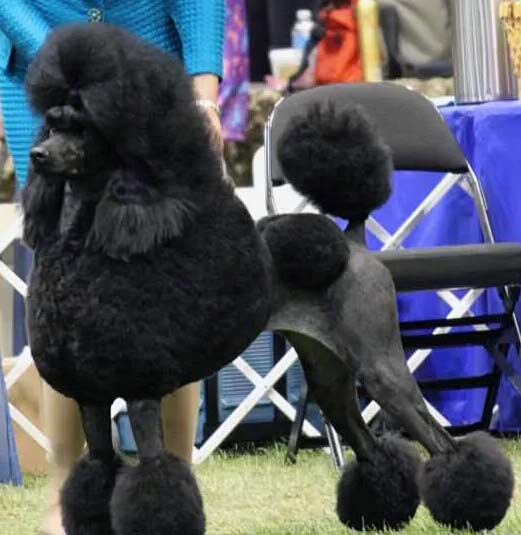 Natalie's Poodles
AKC Breeder of Merit