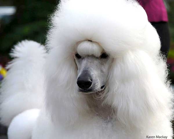Serenity Poodles