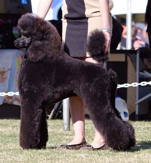 Taywyn Standard Poodles