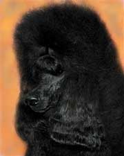 Tiara Black Standard Poodles