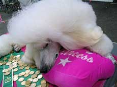 WinterGarden Poodles
(Reg'd)