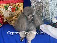 Cypress Toy Poodles